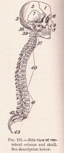How well do you understand your spine?