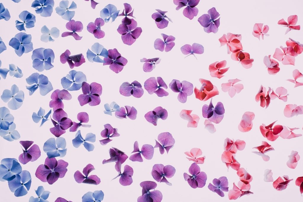 Blue, purple, and red flowers. Which do you choose?